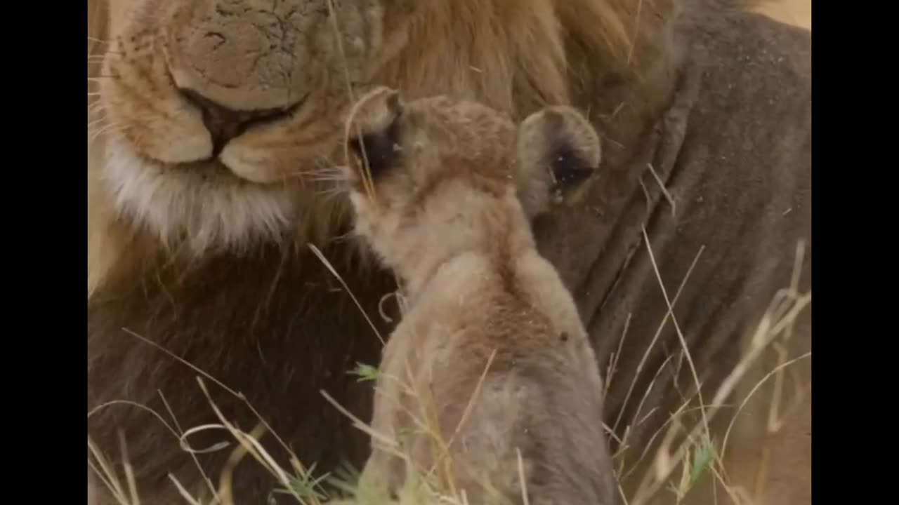 the king and heirs 🦁👑