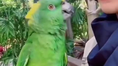 🦜Funny Parrot Talking Videos