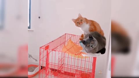 So cuts cats,funny cats video rumble most popular video