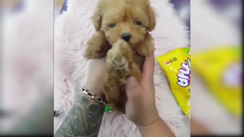 Cutie baby Dogs Funny Videos