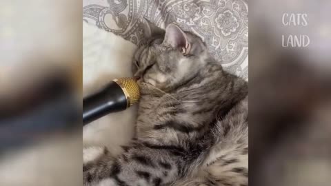 Cute Hilarious Cat Compilation