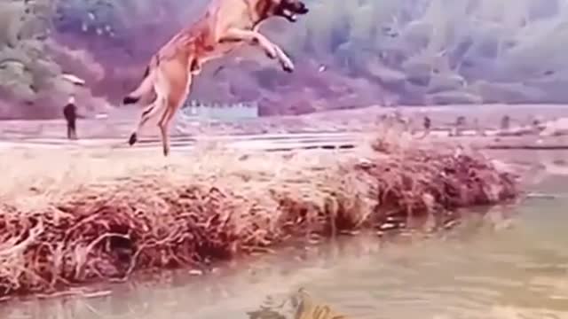 Lone video# lone & Dog video # Beautiful & Sweet Dog & loin video