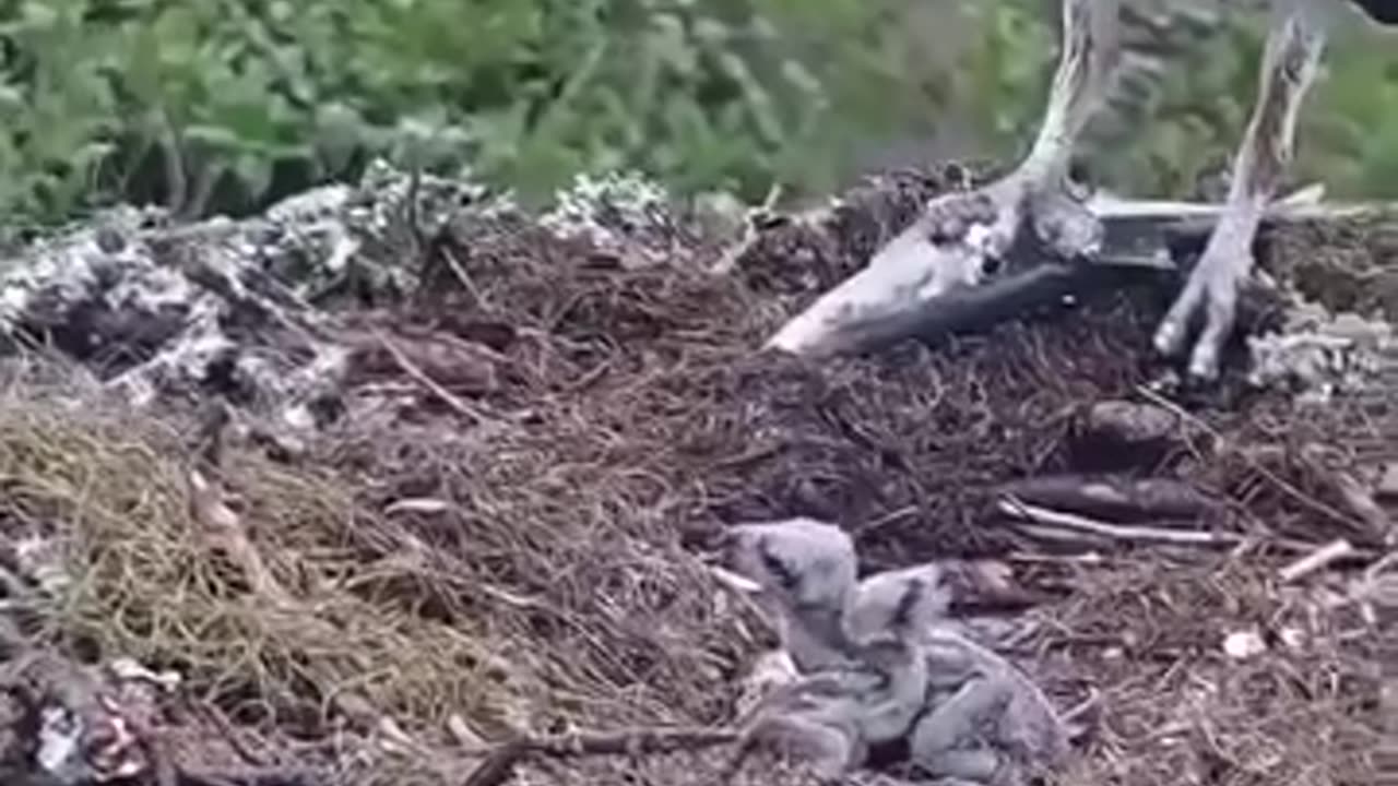 Eagle Feeding Live Fish To Baby.