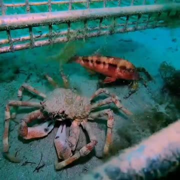 The Giant Spider Crab