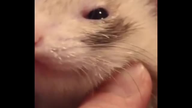 grey hamster eating