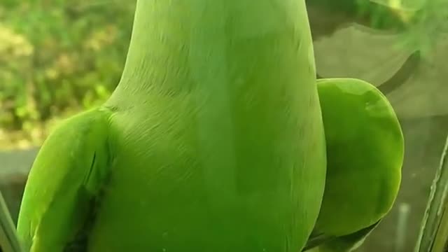 A Green Parrot Perched On A Glass Window Ledge