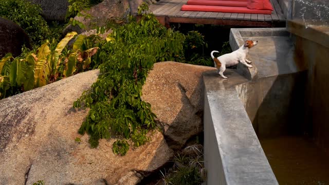 Watch how the dog plays with the water