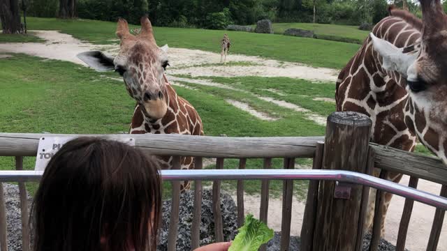 Giraffe Feeding