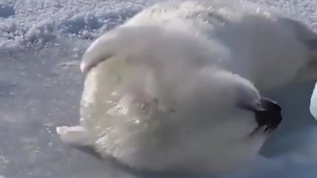 Cute Baby Seal Attempts To Roll Over But Can't Quite Manage It...