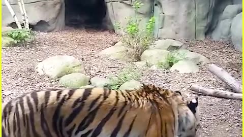 Hilarious Animal Shenanigans