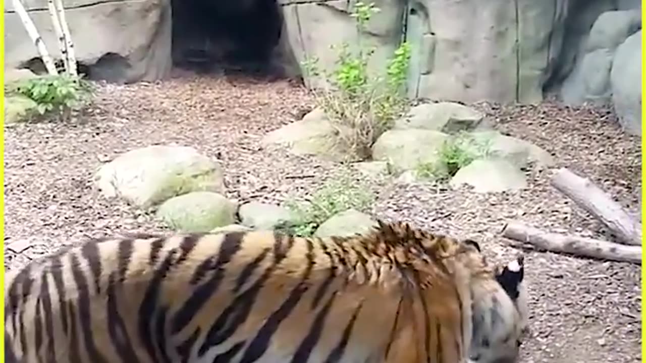 Hilarious Animal Shenanigans