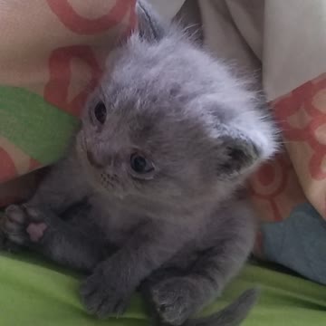 Cute british kitten learns to sit