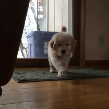 Talking puppies floor room jump