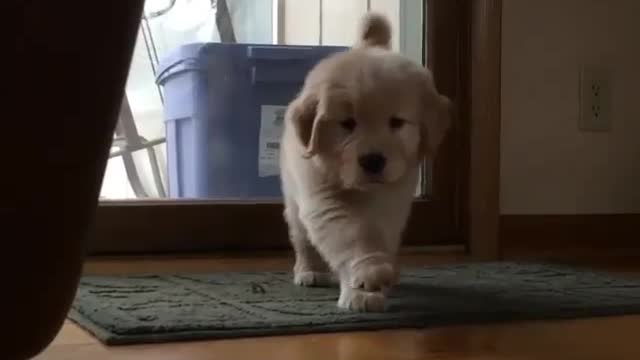 Talking puppies floor room jump