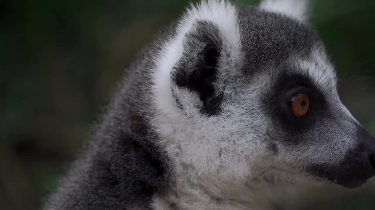 Wild Lemur Resting On Trees