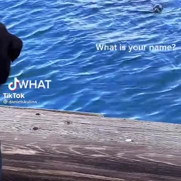 Land doggo meets sea doggo.mp4