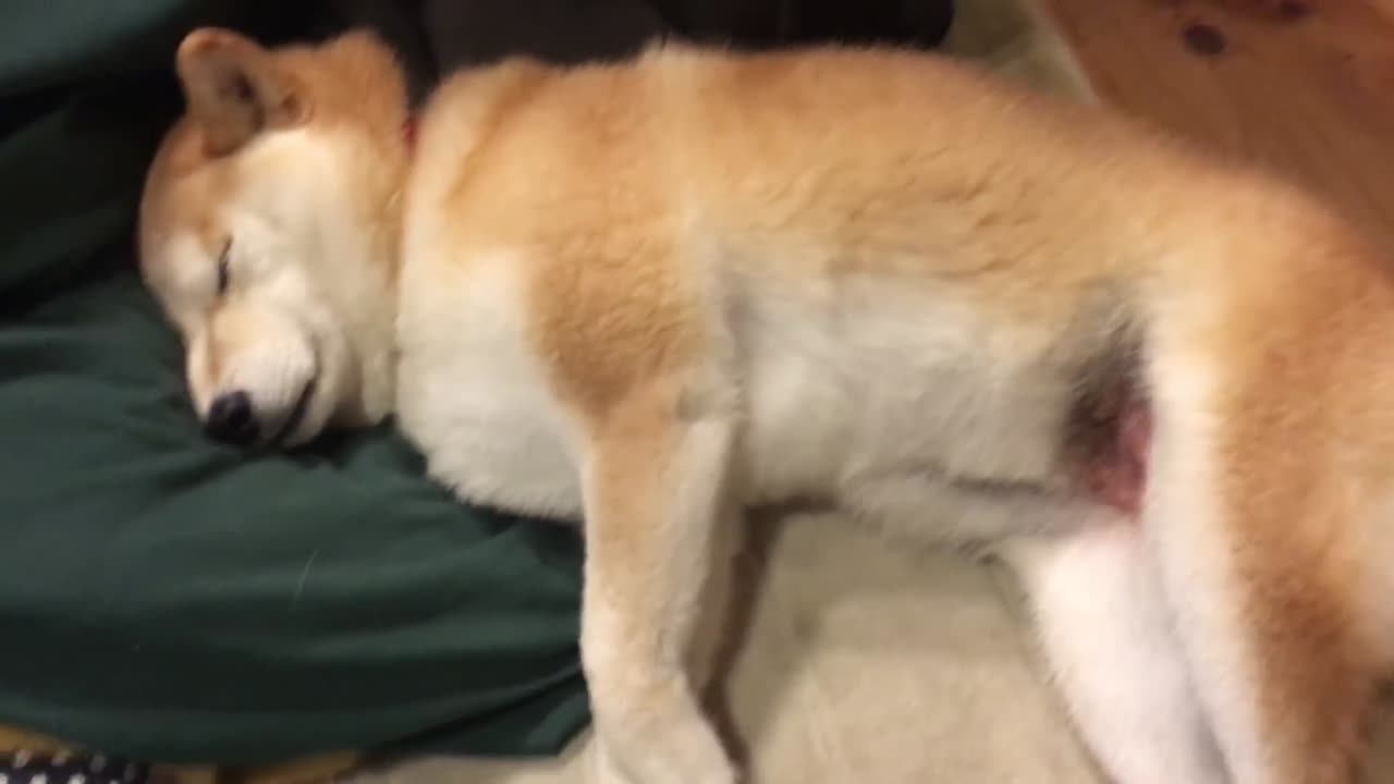 Dog Is Sleeping Now...😀😀😀🐈🐈
