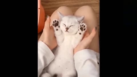 Kitty smiling in their dream.. Sweet dreams kitty🐱