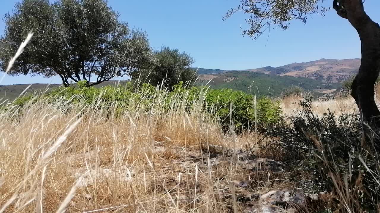 Timelaps nature wind