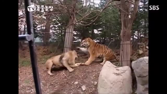 Siberian Tiger vs African Lion Fight (Siberian Tiger is the Winner)