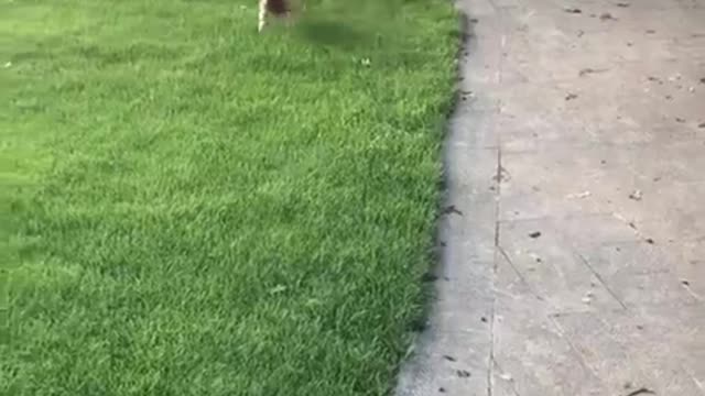 funny puppy try to miss this vids <3