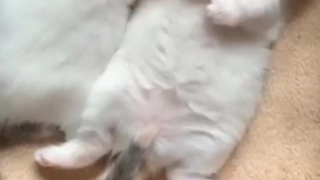 🤣 Cute Cats Shorts 2021 | #shorts