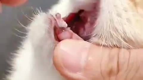 Cat brushing her teeth