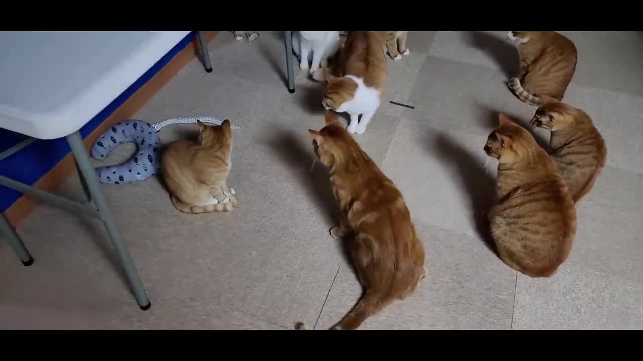 A cat bitten by a snake reacts when it sees a toy snake (Read the video)