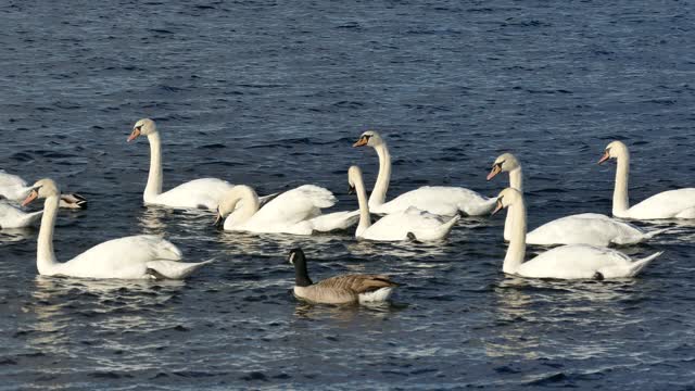 Swans in lake