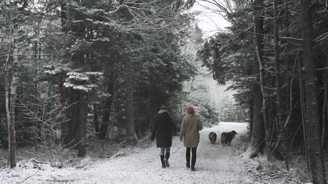 I'm Not Doing Okay. Living in the Woods