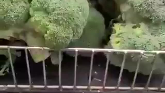 Preço dos Vegetais EUA 24-09-2021