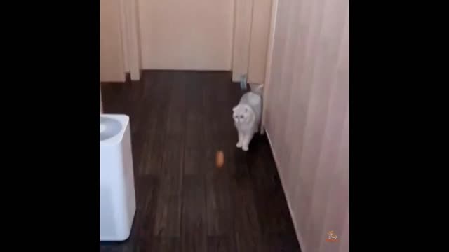 Dog vs cat funny video