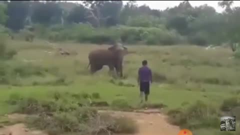 Elephant accidents in sri lanka