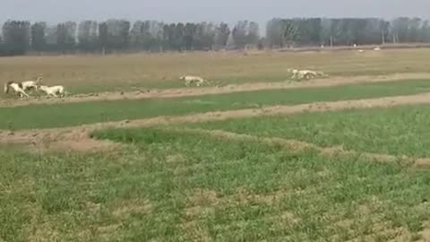 Dog group wheat field chasing