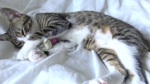 Adorable Little Cat Fell Asleep With Toy in His Arms