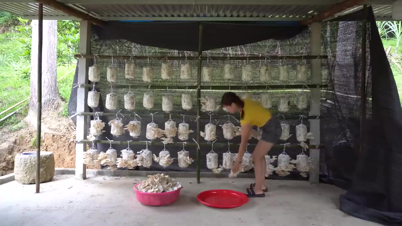 Harvesting mushrooms