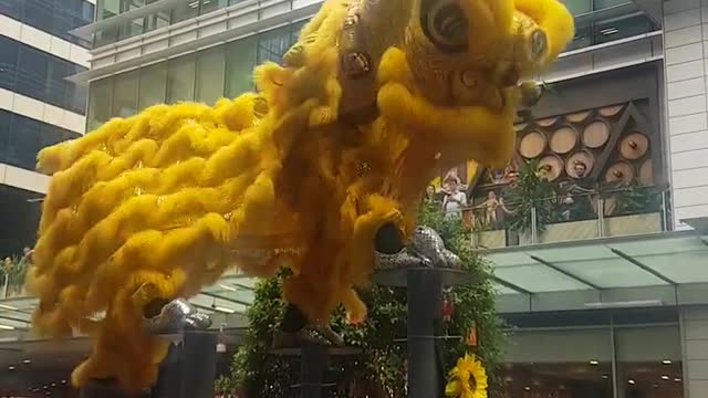 Yellow Lion is Dancing in the Festival