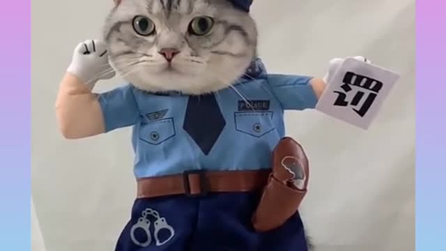 Cute cat• funny video•best vines fun•