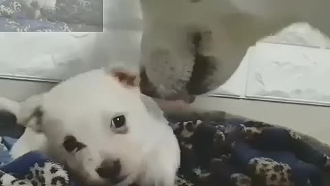 Puppy playing with its mother