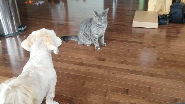 Havanese Dog Fights Cat