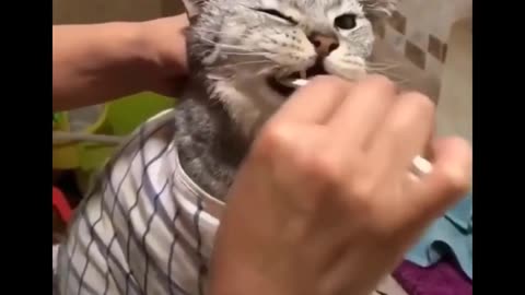 Funniest Cat Compilation 😹 - Try Not to Laugh 😂 - Funny Cats Life