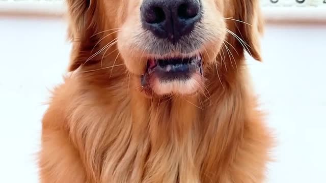 The details reveal the dog product, and it is not a serious dog at first glance