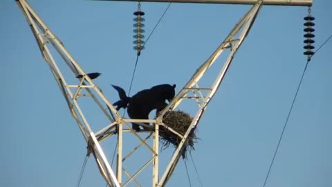 bear on the wires