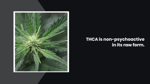 THCA vs THC: Everything You Need to Know