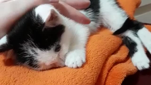 Baby cat sleeping on his favourite quilt