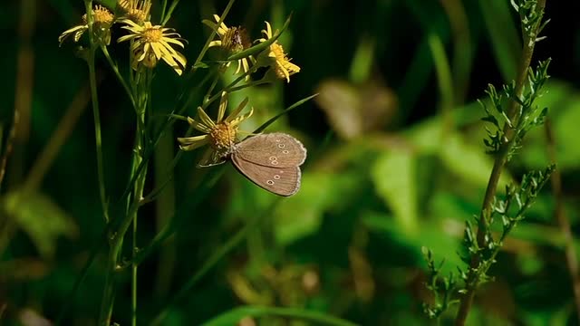 Busy Butterfly