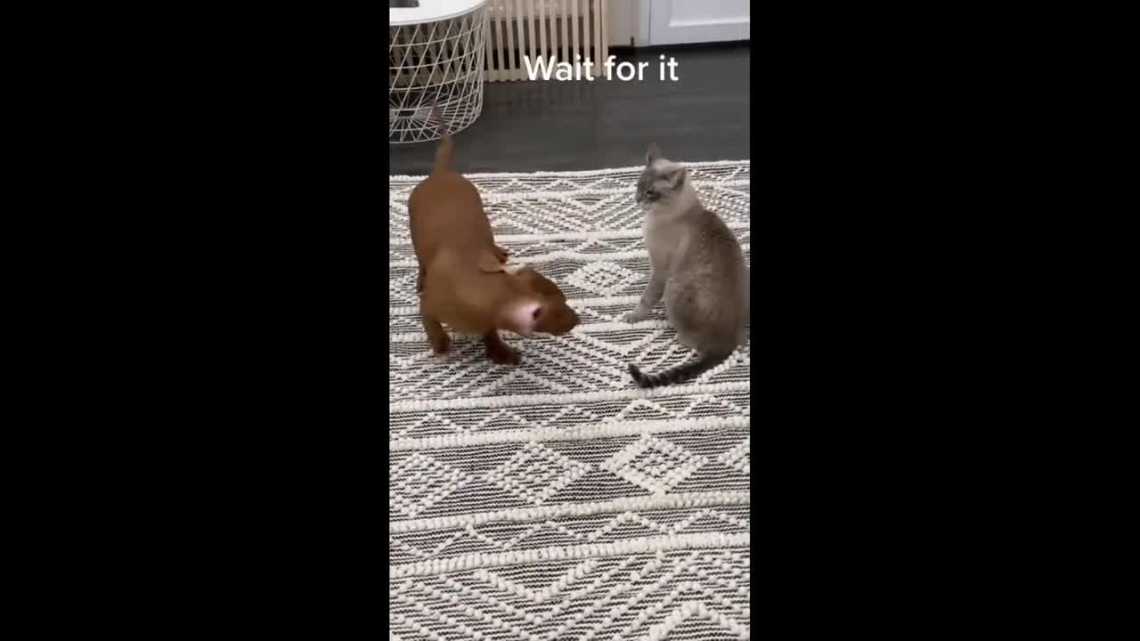 Dachshund urgently needs to become friends with kitty feline