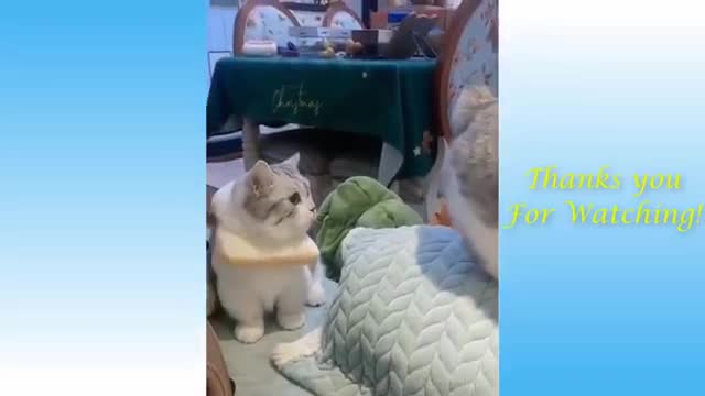 CAT IN FRONT OF MIRROR and other Funny Cats & Dogs Compilation
