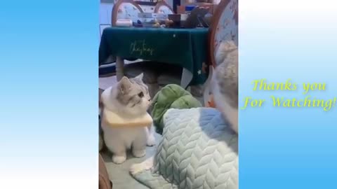 CAT IN FRONT OF MIRROR and other Funny Cats & Dogs Compilation