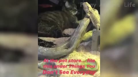 104 🐼Funniest Animals 🦁 Try Not To Laugh 🤣 Funny Domestic And Wild Animals' Life